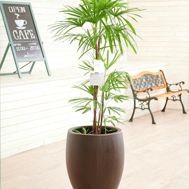 楽天市場 送料無料 観葉植物 シュロチク 10号 インテリア鉢カバー オークアンティーク 仕様 高級感溢れる立札 花言葉カード 欧州から輸入の装飾リボン付 Sp Gift S