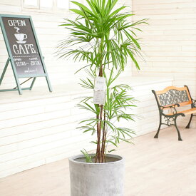 楽天市場 観葉植物 シュロチク 価格の通販