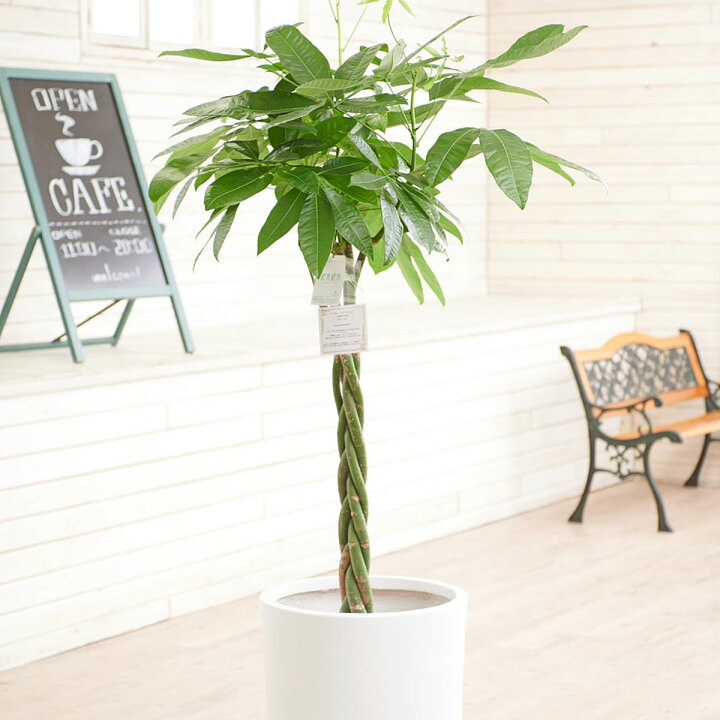楽天市場 送料無料 観葉植物 パキラ 10号 インテリア鉢カバー ファイバークレイホワイトポッド 仕様 高級感溢れる立札 花言葉カード 欧州から輸入の装飾リボン付 プレゼント フラワーギフト 開店祝い 開業祝い 移転祝い 新築祝い 楽ギフ あす楽 Sp Gift S