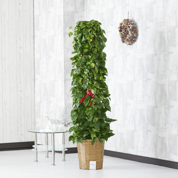 楽天市場 送料無料 クリスマス限定仕様 クリスマスツリー観葉植物 ポトス 10号 バスケット鉢カバー付 花言葉カード付 プレゼント フラワーギフト 開店祝い 開業祝い 開院祝い 開局祝い 移転祝い 上場祝い 新築祝い 楽ギフ あす楽 Sp Gift S