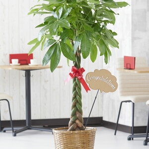 yz3D̃bZ[WDmCongratulationsio^jnt@ϗtA@pL@10oXPbgJo[ԌtJ[htj  ϗt CeAO[ t[Mtg 