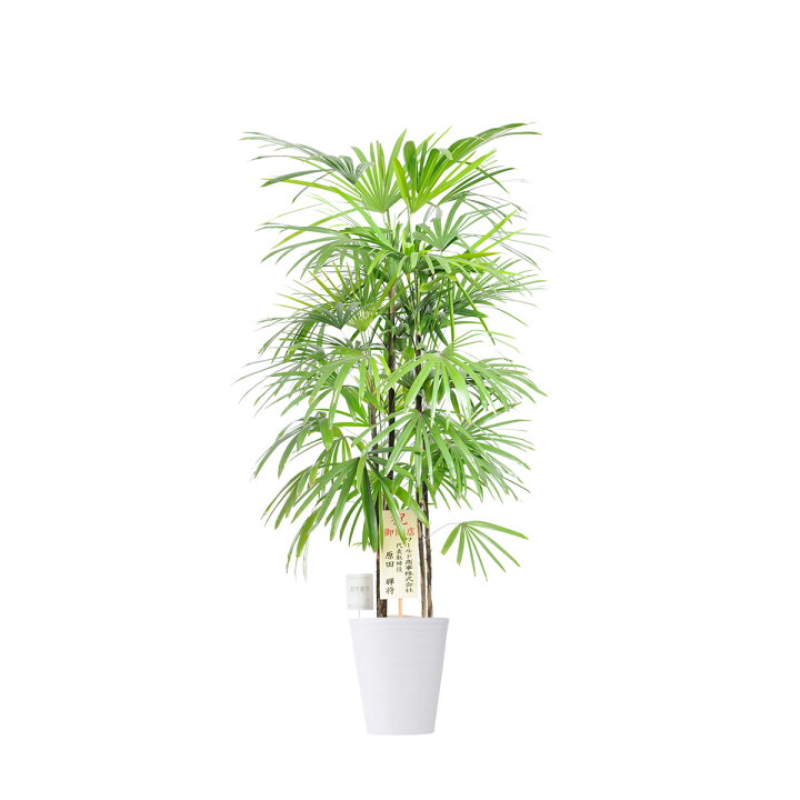 楽天市場 送料無料 観葉植物 シュロチク 10号 白丸鉢皿付 花言葉カード付 お祝い 緑の宝石 寒さに強い 観葉植物 インテリアグリーン フラワーギフト 贈答 プレゼント 贈り物 全国配送 立札無料 メッセージカード無料 Sp Gift S