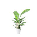 【送料無料】観葉植物　ストレリチア・オーガスタ　10号※白丸鉢皿付【花言葉カード付】お祝い 南国の雰囲気 観葉植物 インテリアグリーン フラワーギフト 贈答 プレゼント 贈り物 全国配送 立札無料 メッセージカード無料