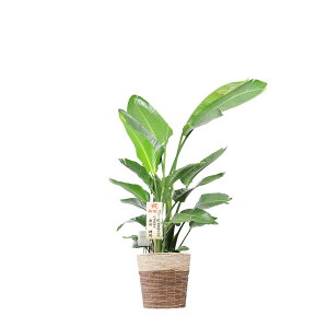 ストレリチア オーガスタ 花 観葉植物の人気商品 通販 価格比較 価格 Com
