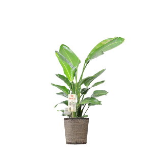 yzϗtA@Xg`AEI[KX^@10_[NuEoXPbgJo[tyԌtJ[htzj 썑͋̕C ϗtA CeAO[ t[Mtg 