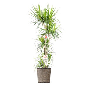 観葉植物 ドラセナコンシンネ 10号 Diy 工具の人気商品 通販 価格比較 価格 Com