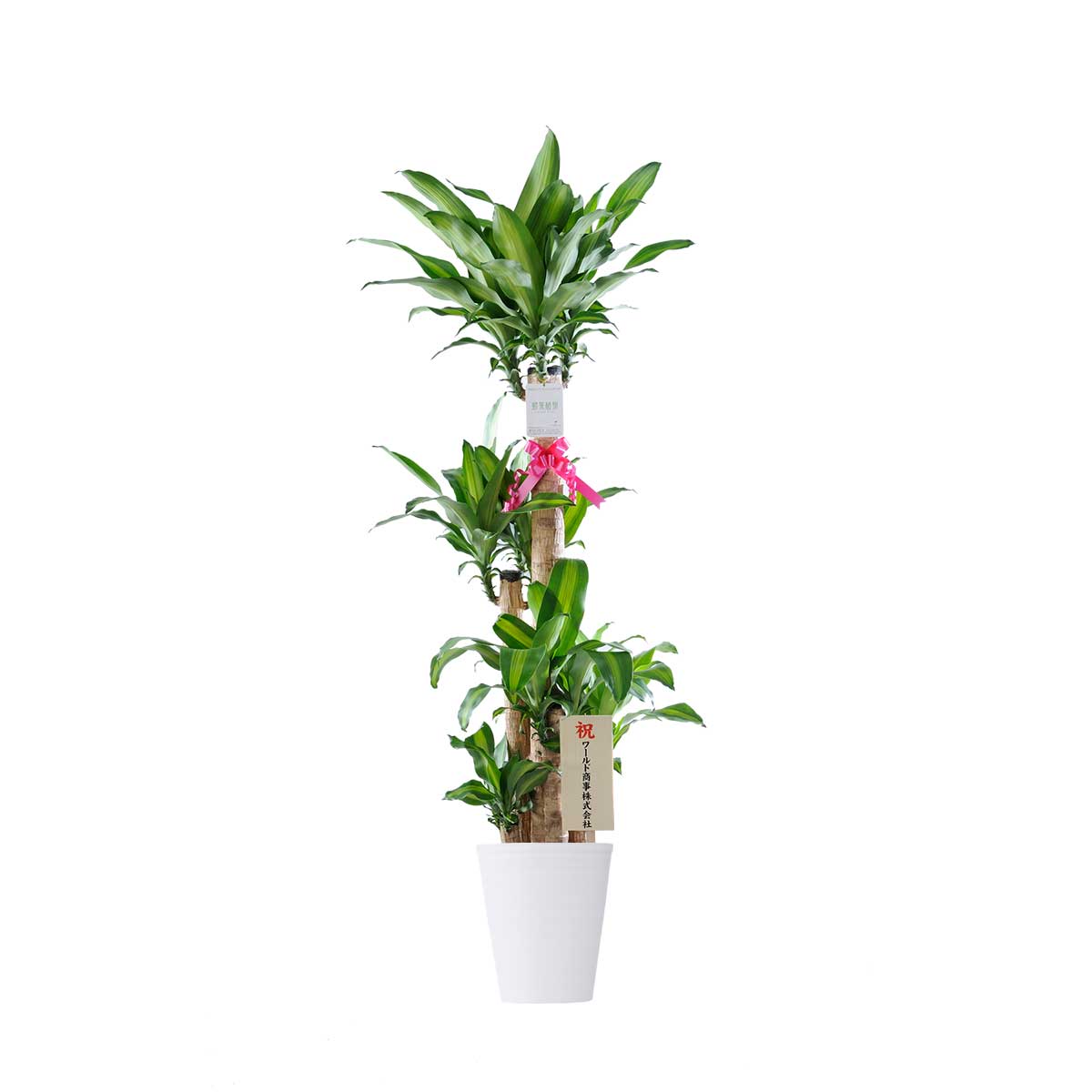 ドラセナ 幸福の木 10号 観葉植物の人気商品・通販・価格比較 - 価格.com
