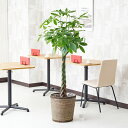 【送料無料】観葉植物　パキラ　10号※ダークブラウンバスケット鉢カバー付【花言葉カード付】お祝い　発財樹 金運を運ぶ 観葉植物 インテリアグリーン フラワーギフト 贈答 プレゼント 贈り物 全国配送 立札無料 メッセージカード無料