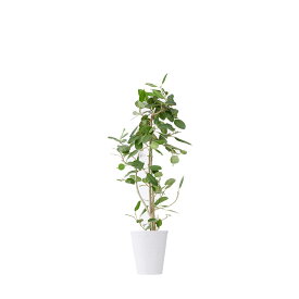 楽天市場 観葉植物 種類 植物 ゴムの木 高さ 植物 131cm 花 観葉植物 花 ガーデン Diy の通販