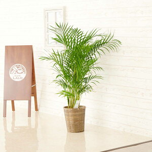 yzϗtA@AJV@8oXPbgJo[tyԌtJ[htzj ϗtA CeAO[ t[Mtg  v[g 蕨 Sz D bZ