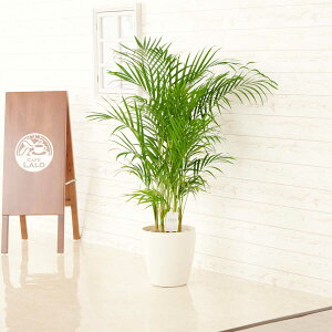 yzϗtA@AJV@8۔Jo[tyԌtJ[htzj ϗtA CeAO[ t[Mtg  v[g 蕨 Sz D bZ[WJ