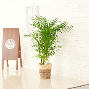 yzϗtA@AJV@82Fdl̃oXPbgJo[tyԌtJ[htzj ϗtA CeAO[ t[Mtg  v[g 蕨 Sz D