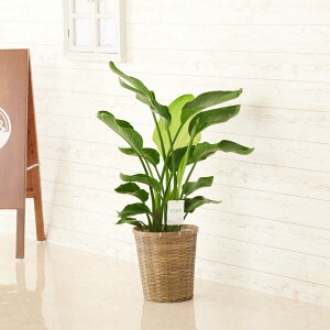 ストレリチア オーガスタ 花 観葉植物の人気商品 通販 価格比較 価格 Com