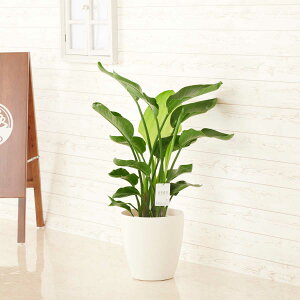 ストレリチア オーガスタ 花 観葉植物の人気商品 通販 価格比較 価格 Com ストレリチア オーガスタ 花 観葉植物の人気商品 通販 価格比較 価格 Com