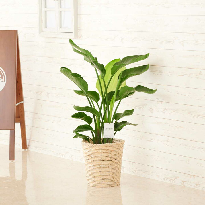 楽天市場 送料無料 観葉植物 ストレリチア オーガスタ 8号 白バスケット鉢カバー付 花言葉カード付 お祝い 大きな葉 観葉植物 インテリアグリーン フラワーギフト 贈答 プレゼント 贈り物 全国配送 立札無料 メッセージカード無料 Sp Gift S 楽天市場 送料無料 観葉植物 ストレリチア オーガスタ 8号 白バスケット鉢カバー付 花言葉カード付 お祝い 大きな葉 観葉植物 インテリアグリーン フラワーギフト 贈答 プレゼント 贈り物 全国配送 立札無料 メッセージカード無料 Sp Gift S