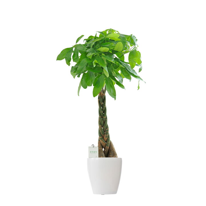 楽天市場 送料無料 観葉植物 パキラ 8号 白丸鉢カバー付 花言葉カード付 お祝い 発財樹 金運を運ぶ 観葉植物 インテリアグリーン フラワーギフト 贈答 プレゼント 贈り物 全国配送 立札無料 メッセージカード無料 Sp Gift S