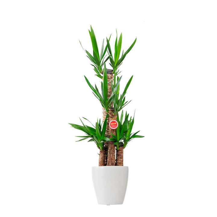 楽天市場 送料無料 観葉植物 ユッカ エレファンティペス 8号 白丸鉢カバー付 花言葉カード付 お祝い 観葉植物 インテリアグリーン フラワーギフト 贈答 プレゼント 贈り物 全国配送 立札無料 メッセージカード無料 Sp Gift S