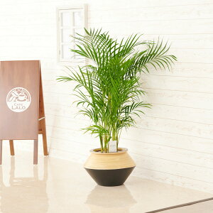 yzϗtA@AJV@8@CeAJo[uubNc[gvdly闧DԌtJ[hABȂ{tzCeAO[ t[