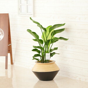 yzϗtA@Xg`AEI[KX^@8@CeAJo[uubNc[gvdly闧DԌtJ[hABȂ{tzCeAO