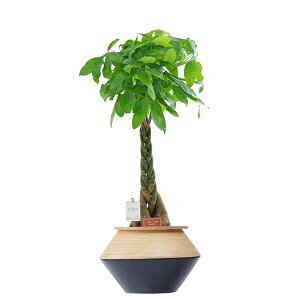 yzϗtA@pL@8@CeAJo[uubNc[gvdly闧DԌtJ[hABȂ{tzCeAO[ t[Mt