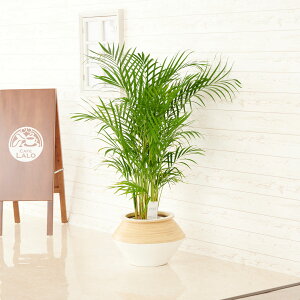 yzϗtA@AJV@8@CeAJo[uzCgc[gvdly闧DԌtJ[hABȂ{tzCeAO[ t[