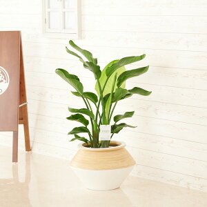 yzϗtA@Xg`AEI[KX^@8@CeAJo[uzCgc[gvdly闧DԌtJ[hABȂ{tzCeAO