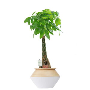 yzϗtA@pL@8@CeAJo[uzCgc[gvdly闧DԌtJ[hABȂ{tzCeAO[ t[Mt