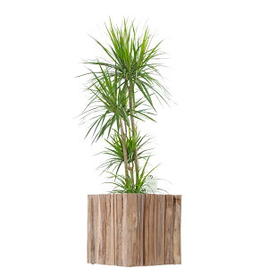 観葉植物 8号 ドラセナの人気商品 通販 価格比較 価格 Com
