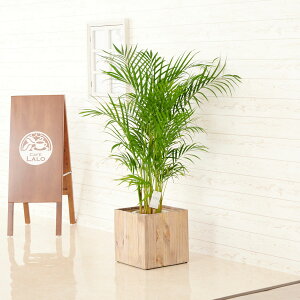 yzϗtA@AJV@8@CeAJo[uEcological Cubevdly闧DԌtJ[hABȂ{tzCeAO[ t[Mtg 