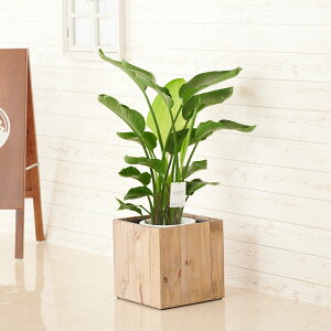 yzϗtA@Xg`AEI[KX^@8@CeAJo[uEcological Cubevdly闧DԌtJ[hABȂ{tzCeAO[ 