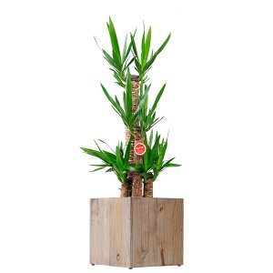 yzϗtA@bJEGt@eByX@8@CeAJo[uEcological Cubevdly闧DԌtJ[hABȂ{tzCeAO[