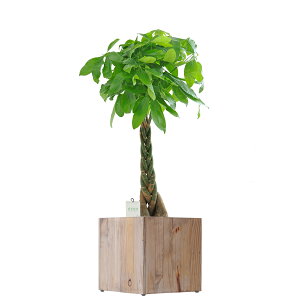 yzϗtA@pL@8@CeAJo[uEcological Cubevdly闧DԌtJ[hABȂ{tzCeAO[ t[Mtg v