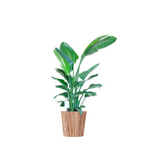 yzϗtA@Xg`AEI[KX^@10@CeAJo[uEhEbhvdly闧DԌtJ[hABȂ{tzCeAO