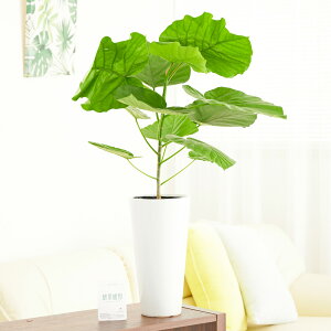 yzϗtA@Ex[^@6ۓ픫j ϗtA CeAO[ t[Mtg  v[g 蕨 Sz D bZ[WJ[h