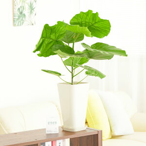 yzϗtA@Ex[^@6pvipMtjj ϗtA CeAO[ t[Mtg  v[g 蕨 Sz D bZ[WJ[h