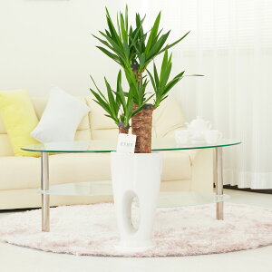 �y���������z�ϗt�A���@���b�J�E�G���t�@���e�B�y�X�@7�������������ۓ��픫���j�� �ϗt�A�� �C���e���A�O���[�� �t�����[�M�t�g ���� �v���[���g ���蕨 �S���z�� ���D���� ���b�Z�[�W�J