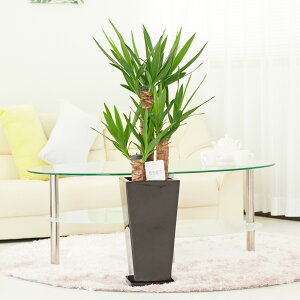 yzϗtA@bJEGt@eByX@7p픫ipMtjj ϗtA CeAO[ t[Mtg  v[g 蕨 Sz D bZ[