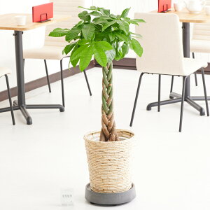 yzLX^[ijt@ϗtA@pL@8oXPbgJo[tyԌtJ[htzj ϗtA CeAO[ t[Mtg  v[g 蕨 S