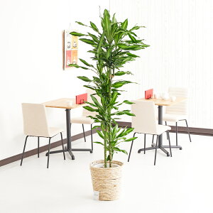 観葉植物 10号 ドラセナジェレの人気商品 通販 価格比較 価格 Com