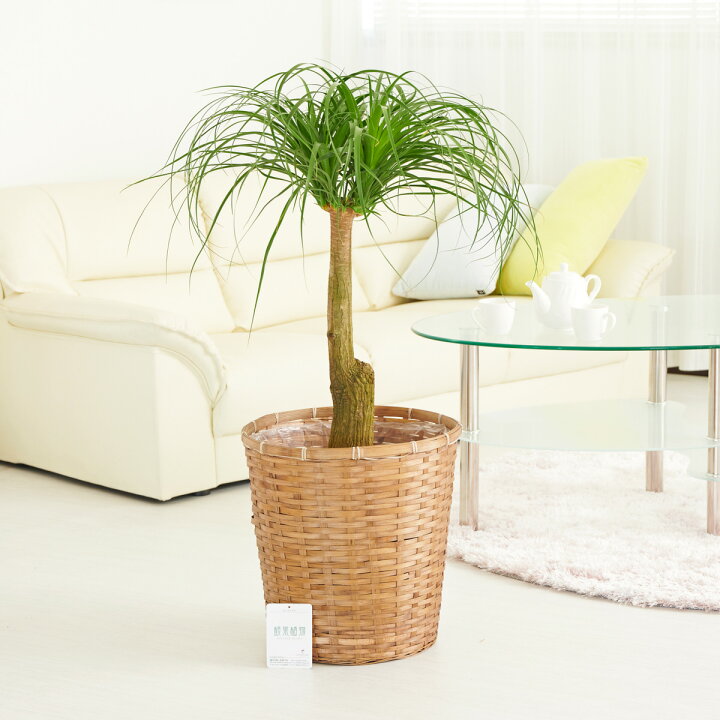 楽天市場 送料無料 観葉植物 ポニーテール トックリラン 10号 バスケット鉢カバー付 花言葉カード付 お祝い 観葉植物 インテリアグリーン フラワーギフト 贈答 プレゼント 贈り物 全国配送 立札無料 メッセージカード無料 Sp Gift S
