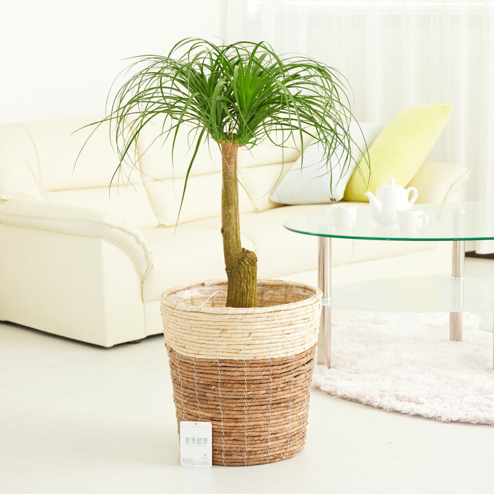 楽天市場 送料無料 観葉植物 ポニーテール トックリラン 10号 2色仕様のバスケット鉢カバー付 花言葉カード付 お祝い 観葉植物 インテリアグリーン フラワーギフト 贈答 プレゼント 贈り物 全国配送 立札無料 メッセージカード無料 Sp Gift S