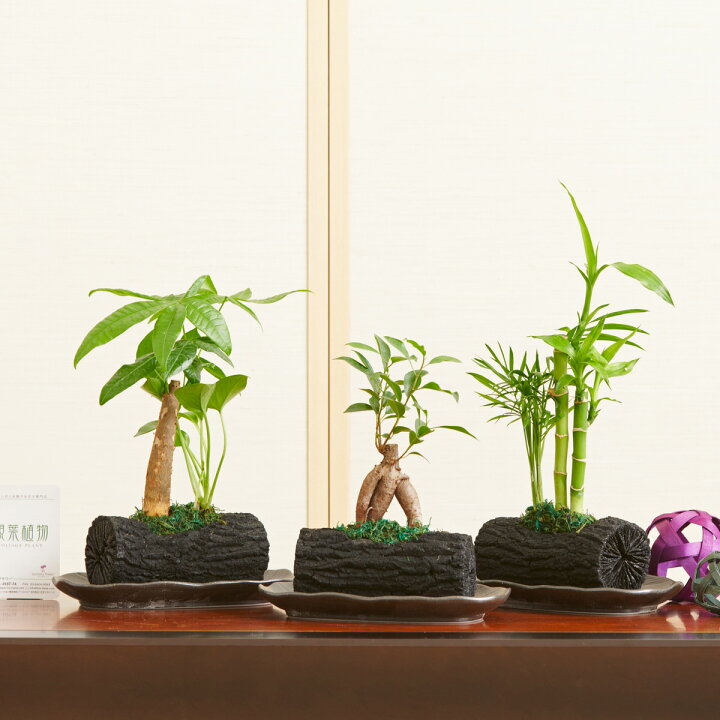 楽天市場】【送料無料】観葉植物 炭鉢 おまかせ3鉢セット※陶器和皿付 