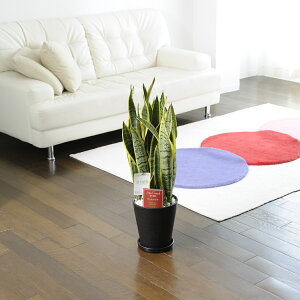 yzϗtA@TXxA@7۔MtyԌtJ[htzj ϗtA CeAO[ t[Mtg  v[g 蕨 Sz D bZ[WJ[