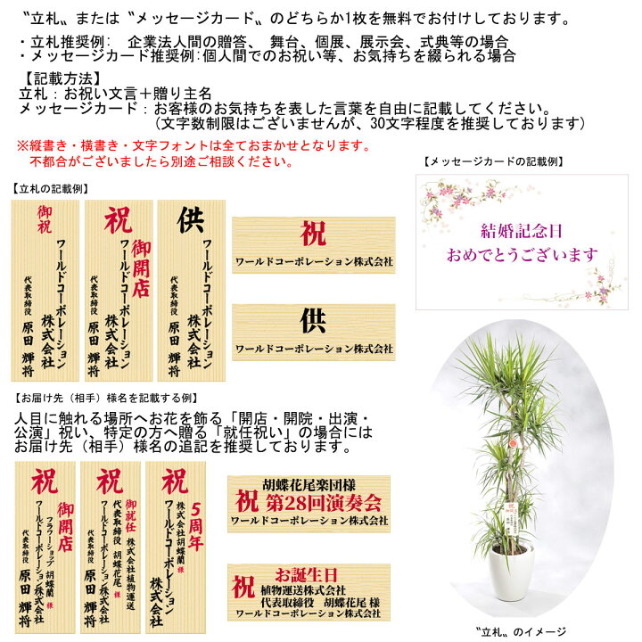 楽天市場 送料無料 観葉植物 ストレリチア オーガスタ 10号 白丸鉢カバー付 花言葉カード付 プレゼント フラワーギフト 開店祝い 開業祝い 開院祝い 開局祝い 移転祝い 上場祝い 新築祝い 楽ギフ あす楽 Sp Gift S