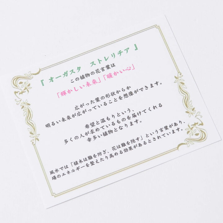 楽天市場 送料無料 観葉植物 ストレリチア オーガスタ 10号 インテリア鉢カバー ラグジュアリーブラックエッグ 仕様 高級感溢れる立札 花言葉カード 欧州から輸入の装飾リボン付 プレゼント 開店祝い 開業祝い 移転祝い 新築祝い 楽ギフ あす楽 Sp Gift S