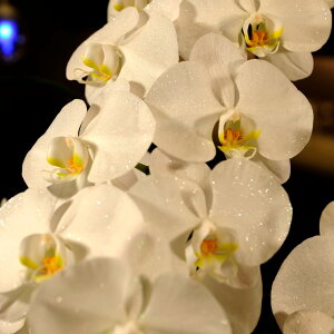 yz_ChI[Lbh@5{֌Ӓi45ֈȏjӒ R`E   aj j JƏj j t[Mtg v[g 蕨 Sz D