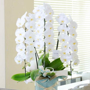 yzōӒ3{ij@3~R[Xi45`51֒xjӒ R`E   aj j j t[Mtg v[g 蕨 Sz D b