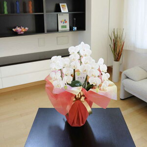 yzӒ~fBij@3{i21֒xjӒ R`E ~jӒ   aj j j t[Mtg v[g 蕨 Sz bZ[WJ[h