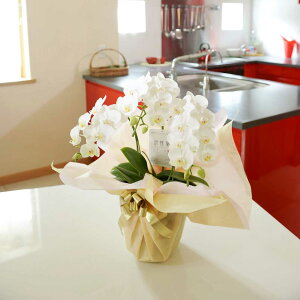 yzӒ~fBij@3{i27֒xjӒ R`E ~jӒ   aj j j t[Mtg v[g 蕨 Sz bZ[WJ[h