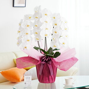 yzӒ3{ij@1.2~R[Xi24`27֒xjӒ R`E   aj j j t[Mtg  RXp 蕨 Sz bZ[WJ[h